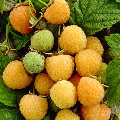 Kiwi Gold Raspberry Taste Test: (Our Honest Review of This Popular Fruit)