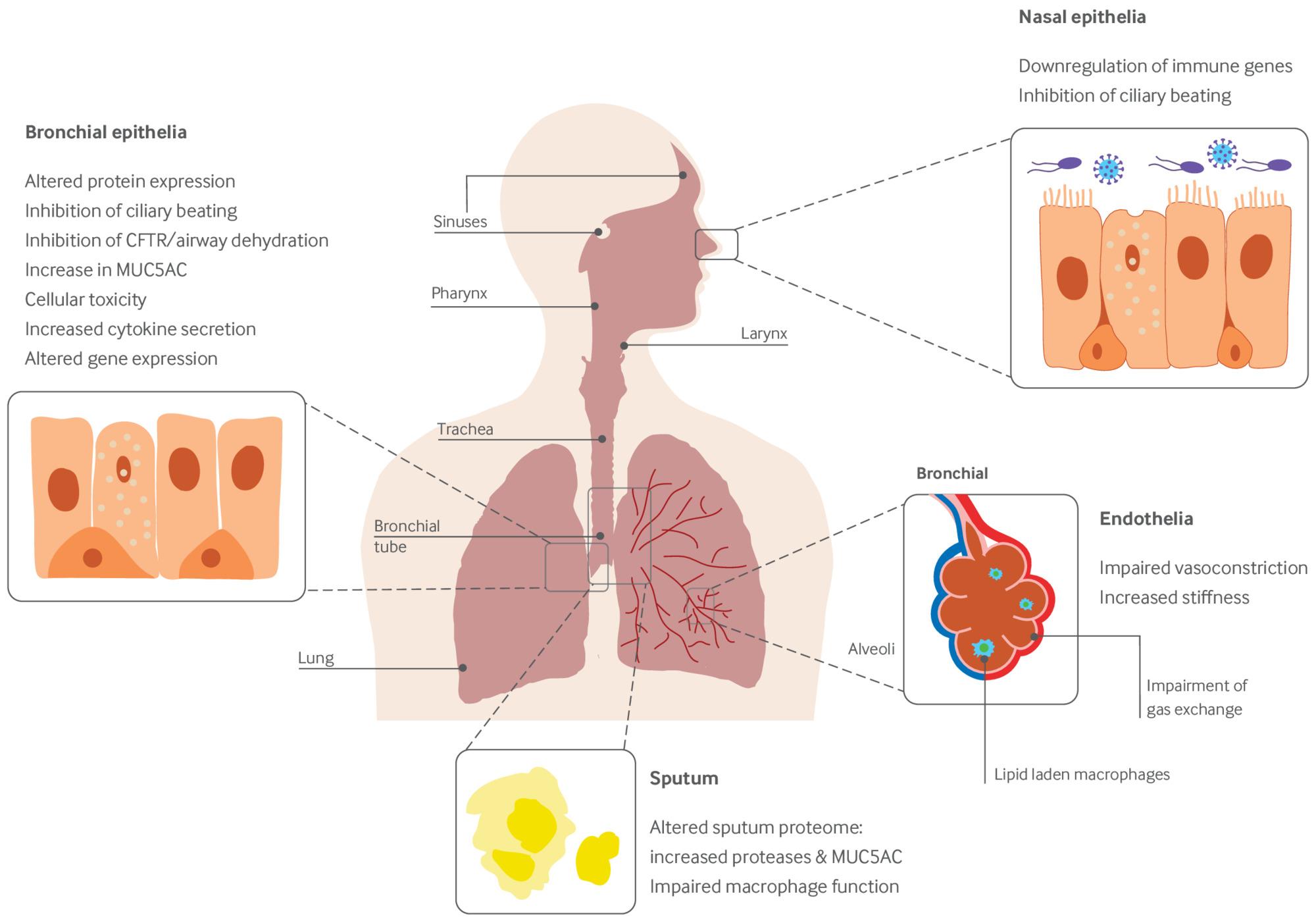 Do electronic cigarettes affect your lungs? We help you explore the known facts versus common fiction for better health choices.