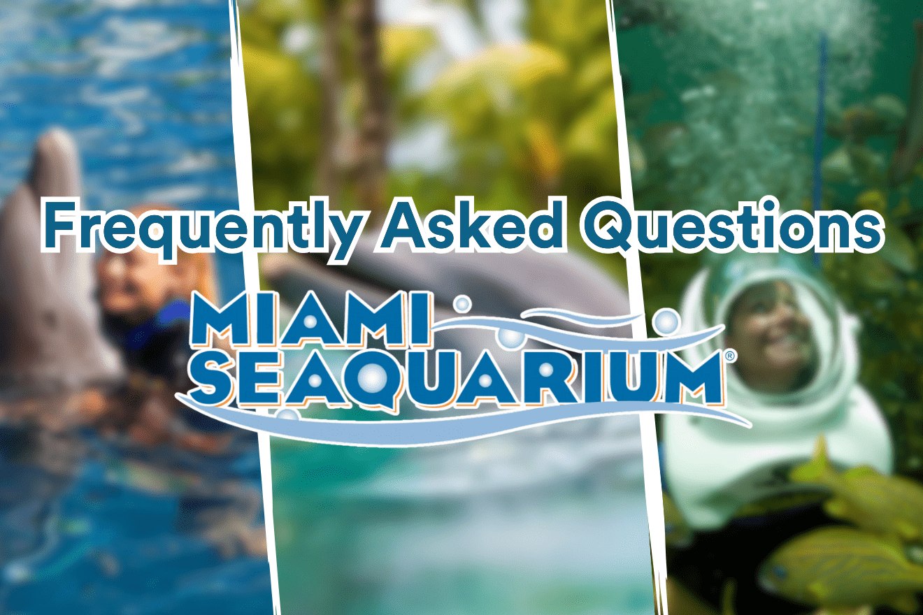 Electronic Cigarettes vs Regular Miami Seaquarium Rules What to Know